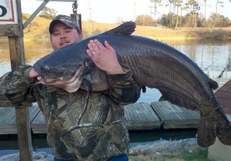 noodling definition catfish|The Ultimate Guide to Noodling for Catfish: Tips and Techniques.